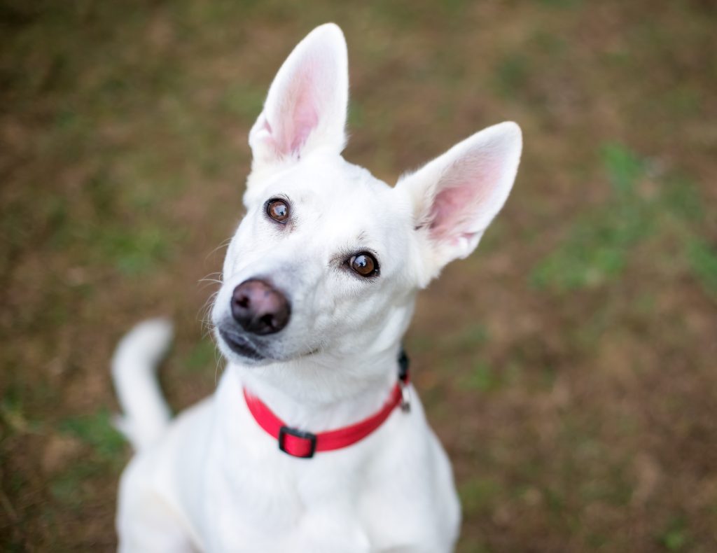 Curious dog looking up at the camera