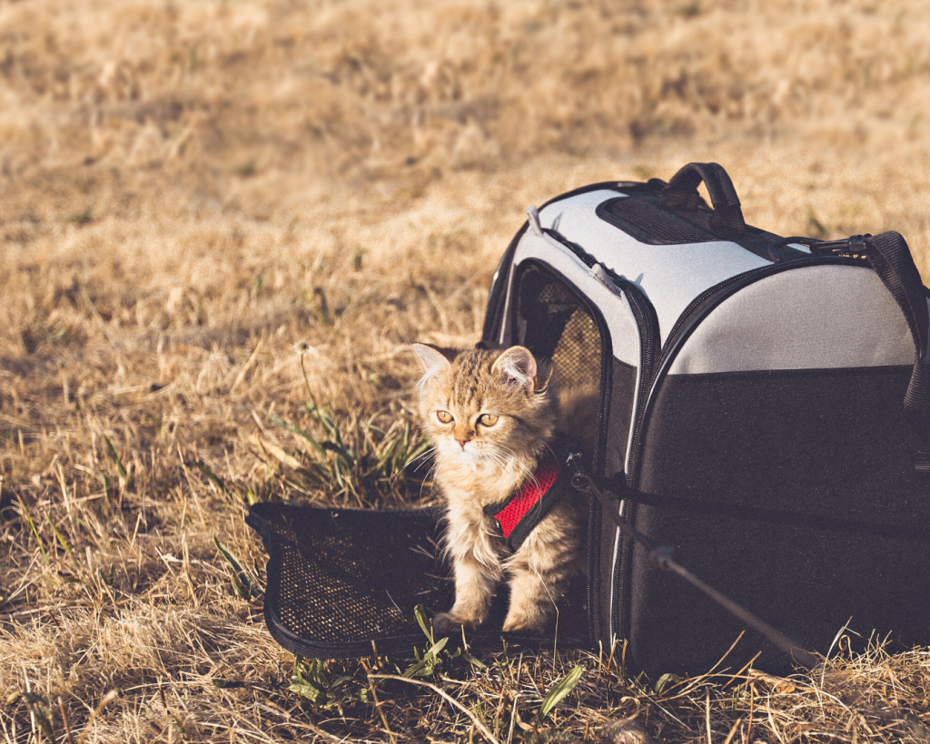 Cat sitting at the threshold of a pet carrier in the middle of a field.
