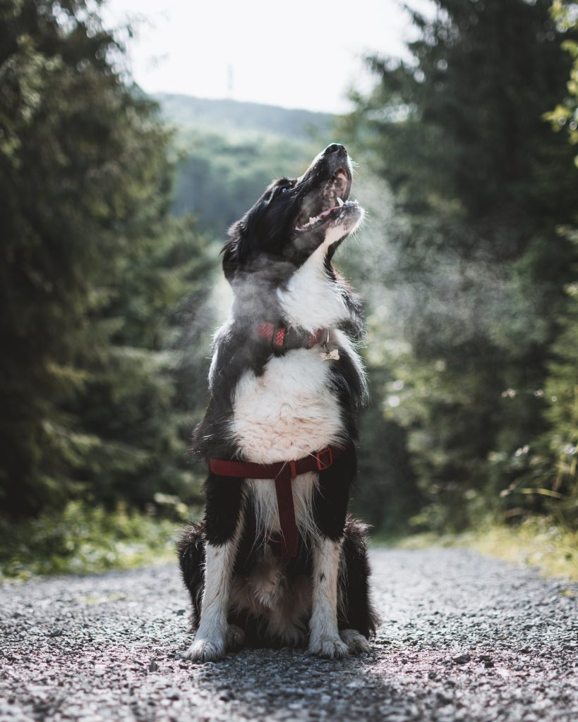 Smiling dog wearing a harness and sitting in the middle of a nature trail.