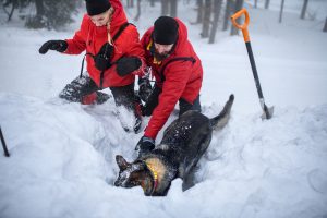 Avalanche working dog digging to rescue an avalanche victim.