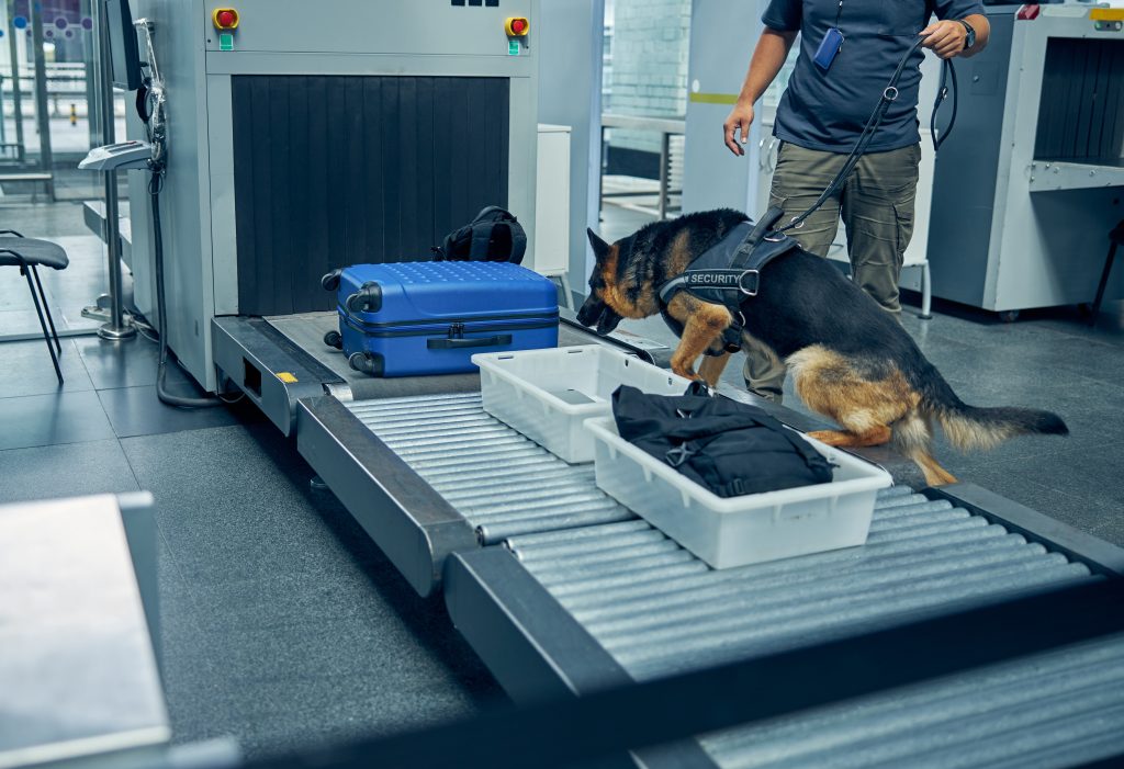 German Shepherd working dog sniffing luggage at an airport.