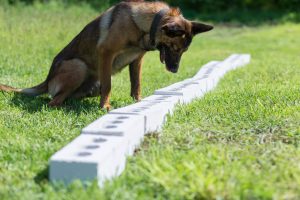 A working dog German Shepherd training for scent detection.