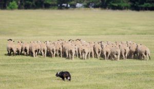 A working dog herding a flock of 40 sheep.