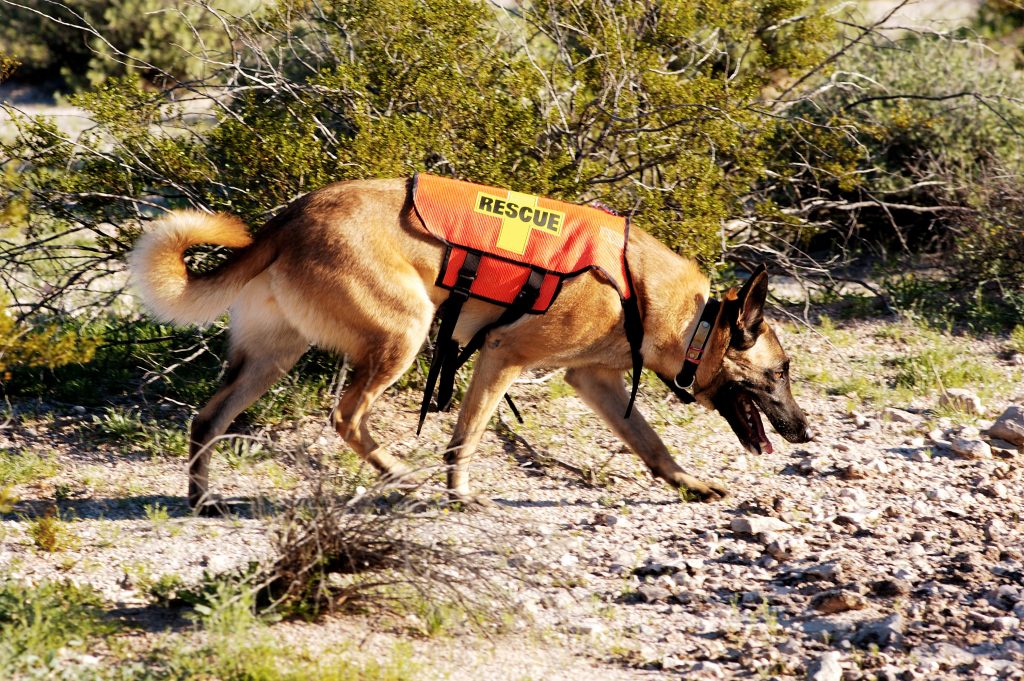 A search and rescue working dog tracking scent by sniffing the ground.