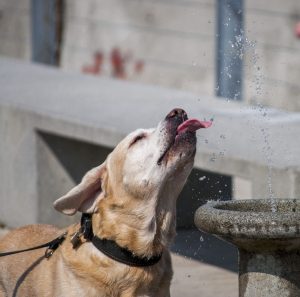 Dog drinking water from water fountain in park